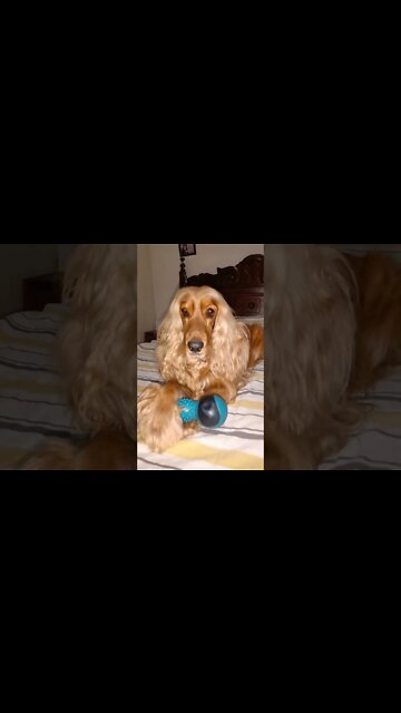 worldpet, children, dog world, animals world, dog, doglove, dog life, animals, nature, flowers, kids, news, tv, intertainment