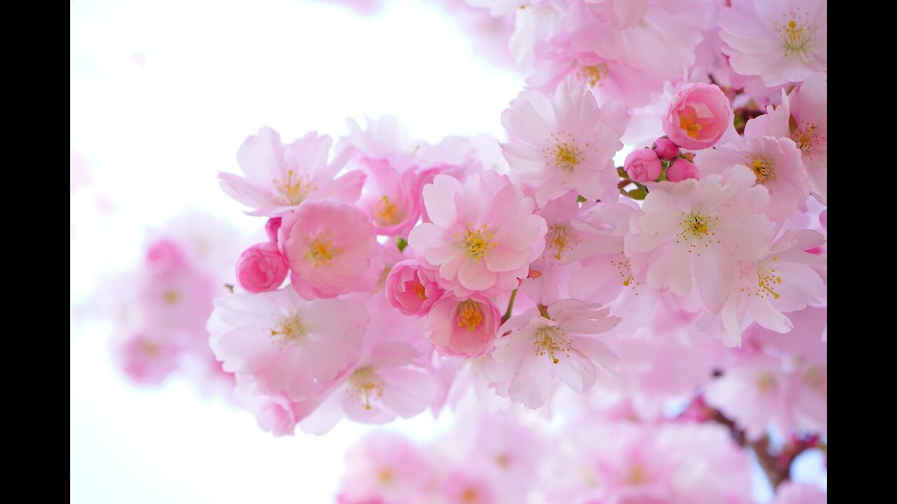 Relaxing Music Stress Relief Music Sleep Music Meditation Music Study Calming Music Vibration