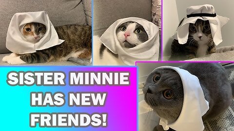 Sister Minnie is very Muslim || cats video || funny animal video