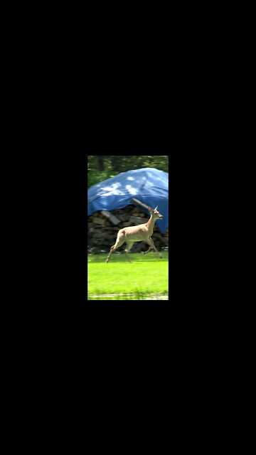 Weird Buck Encounter