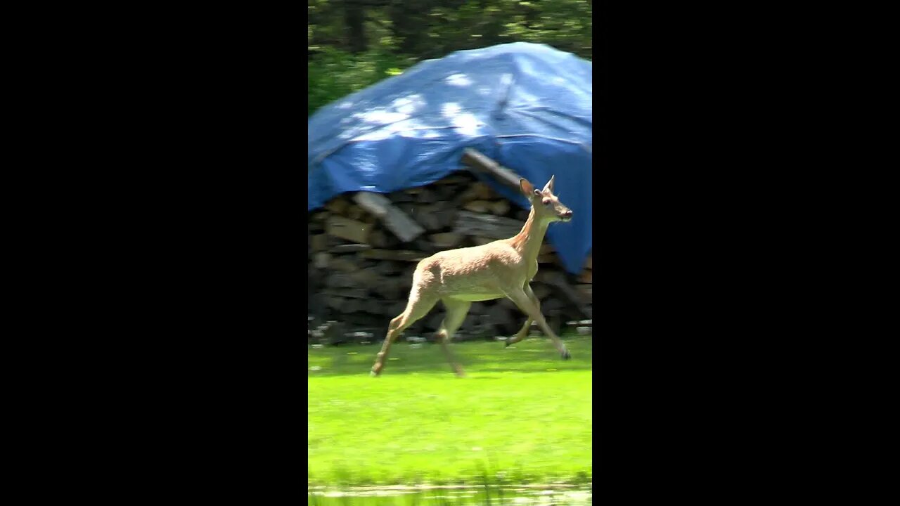 Weird Buck Encounter