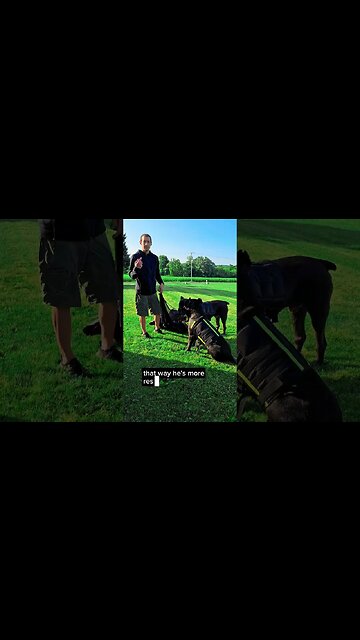 Best Dog Training Tool #short #dog #dogtraining