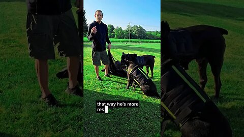 Best Dog Training Tool #short #dog #dogtraining