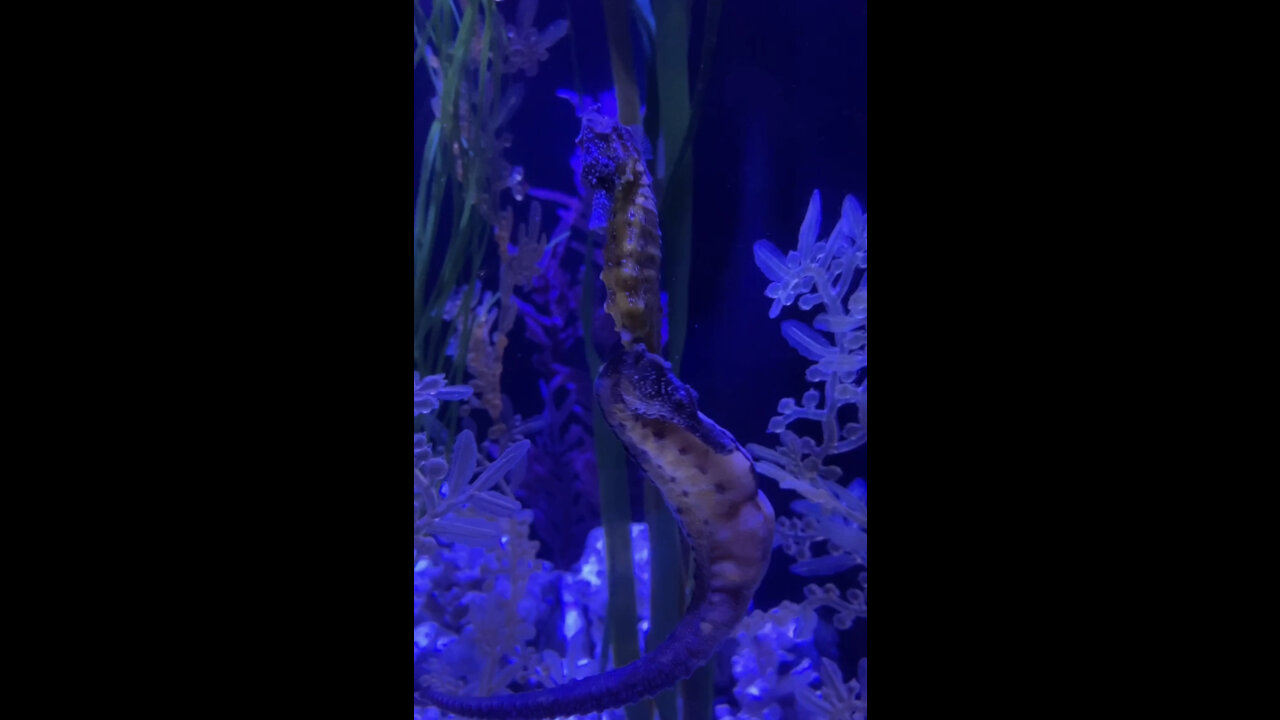 Seahorse ,amazing sea creature