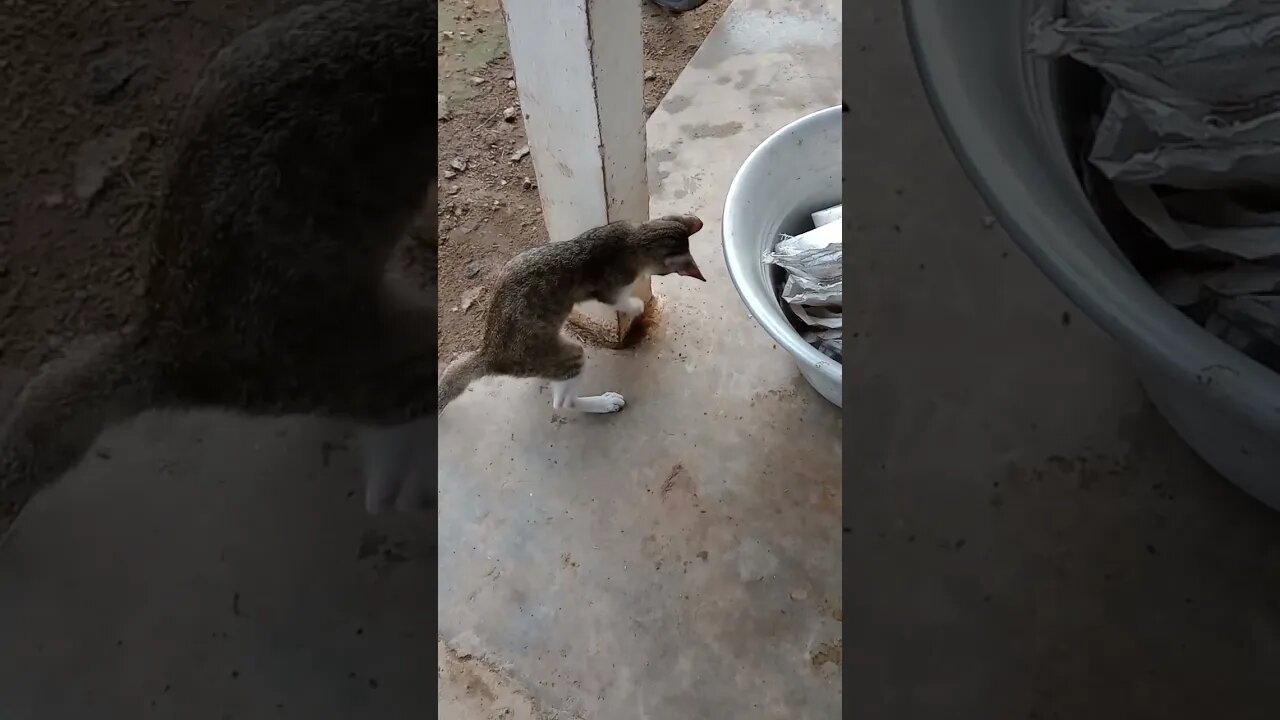 Kitty cat playing 🐱😍#shorts
