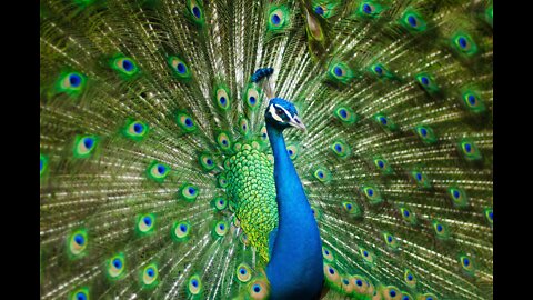 Peacock dance in park.so beautiful 👁️👁️👁️