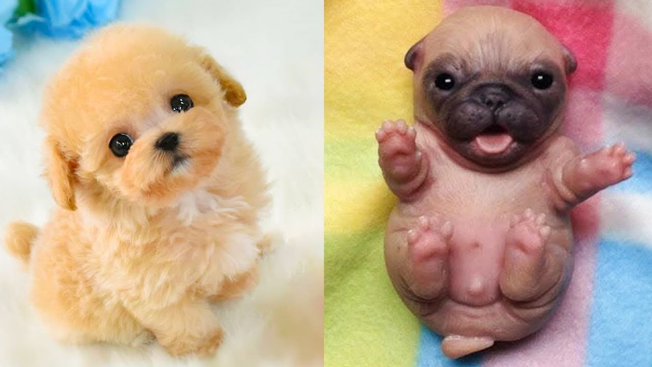 🤣Try not to laugh funny Dog Compilation🤣 🐶