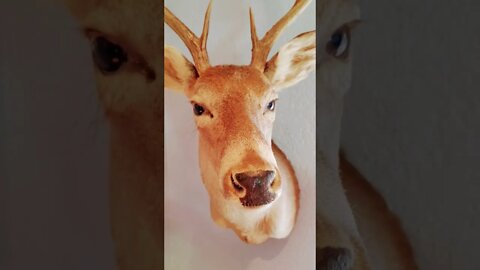 Bucky - Reed Brothers Channel #midterm#arizonagov#bucky #tenpointbuck#johnnyrayreed#shorts#maga