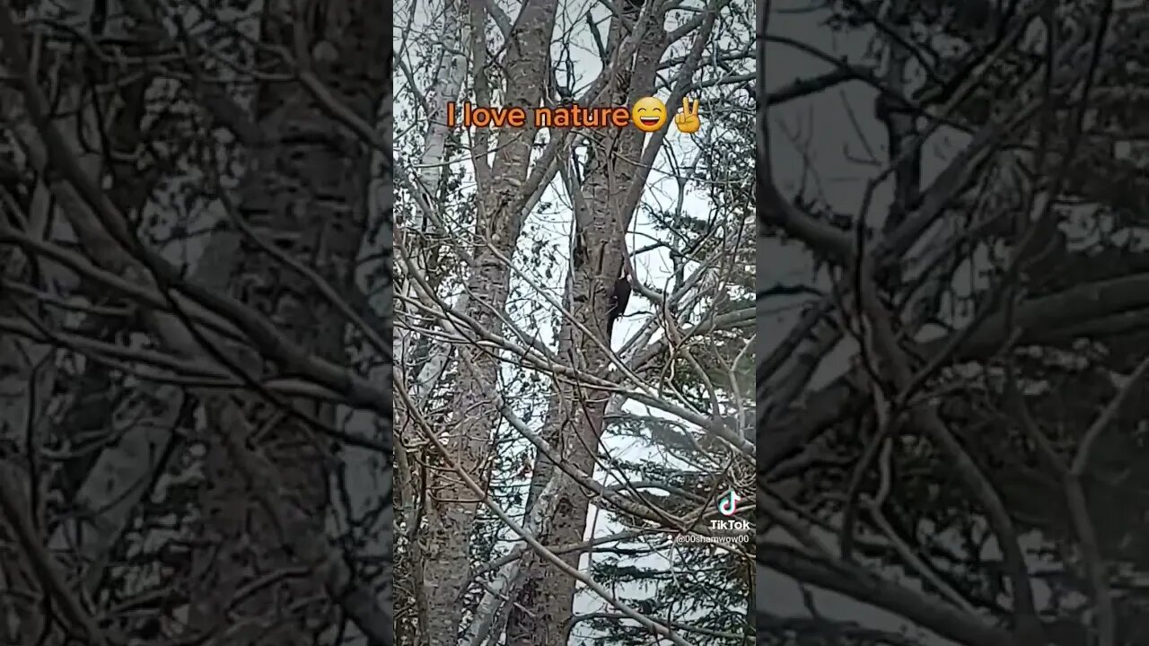 Willy the Woodpecker (woody may be copyright protected 🤣) #nature #bird #naturelovers #humor #rural