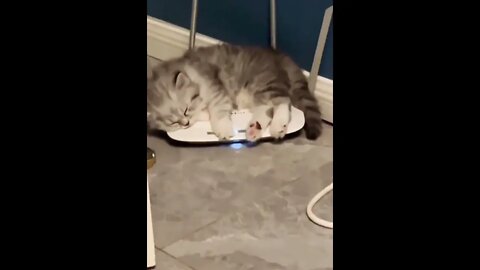 He's on the internet...🐈🐾🌐😅 #shorts #cat #catlover #catlife