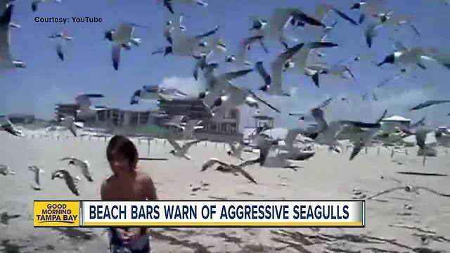 Beach restaurants warn of extra-hungry seagulls who will swarm kids trying to feed them