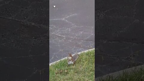 Dancing Squirrel