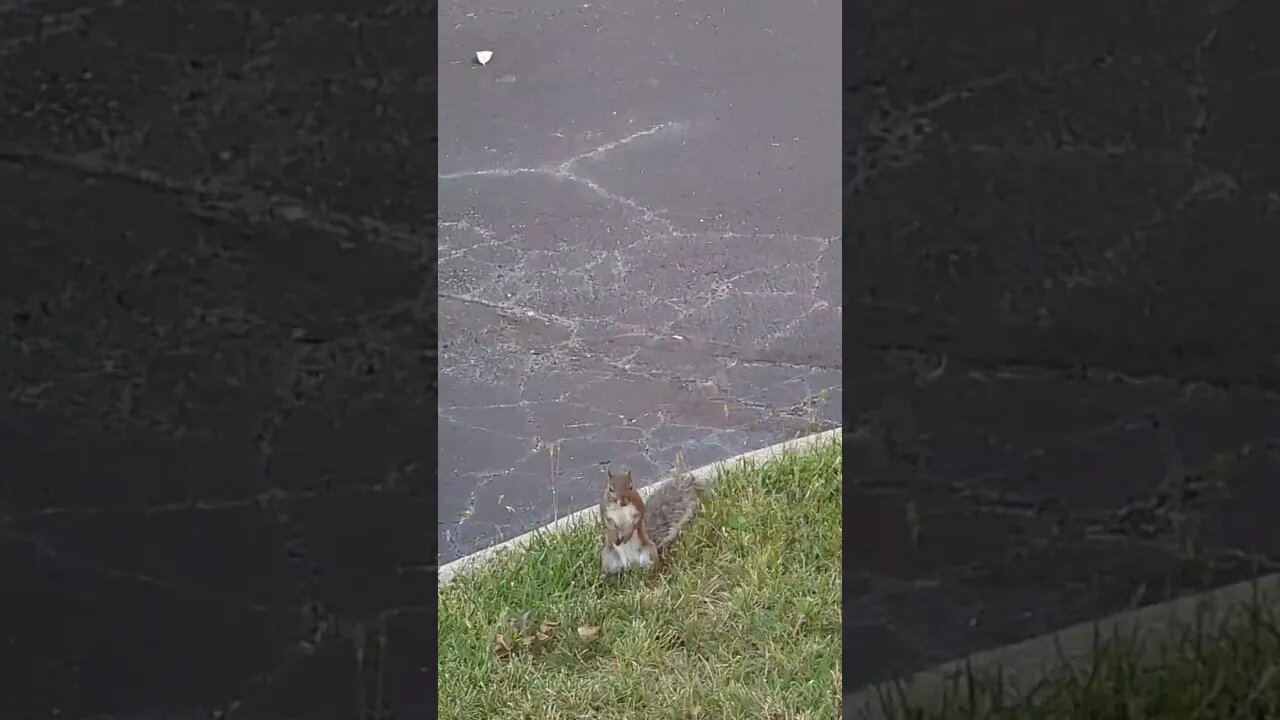 Dancing Squirrel