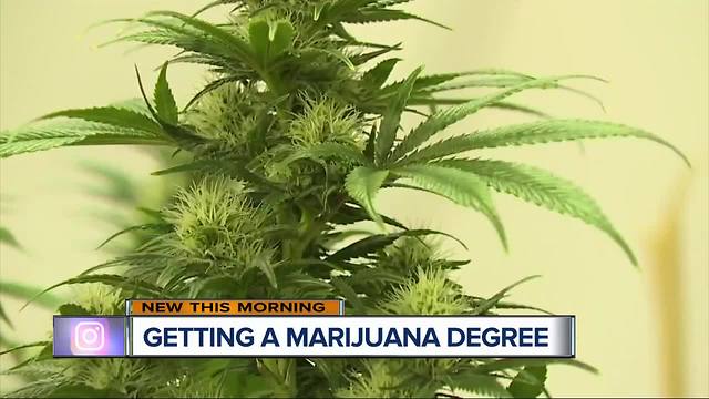 Michigan university could be first offering marijuana-based curriculum