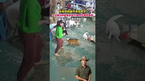 Gato vinga o cachorro amigo kkkkkkkkk