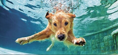 Teaching My Dogs How To Swim