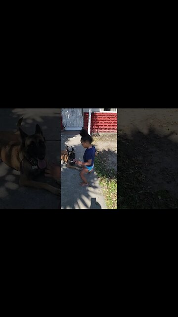 Belgian Malinois River Dance! #belgianmalinois #Malinois