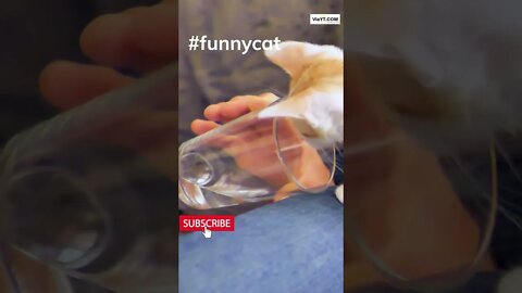 #Will this cat get stuck, Guess what this Cat trying to get, #youtubeshorts