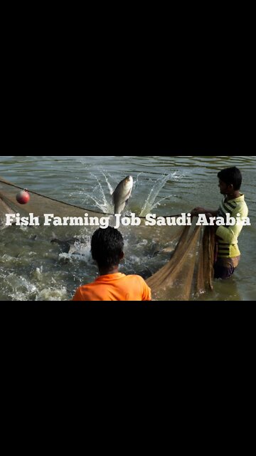 Saudi job | Fish Farm #shorts #saudiarabiajob #job