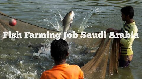 Saudi job | Fish Farm #shorts #saudiarabiajob #job