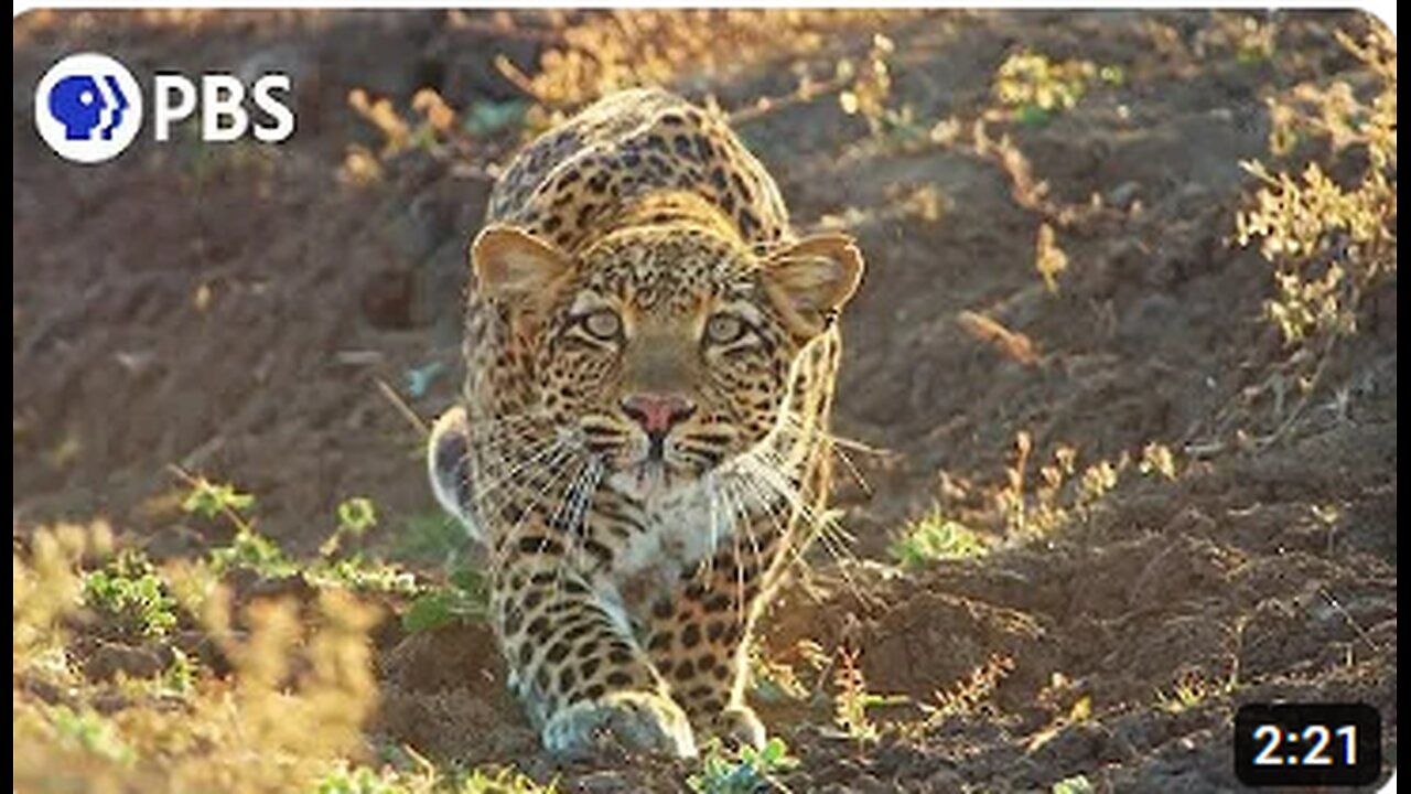 Leopard Hunts Baboon in Broad Daylight