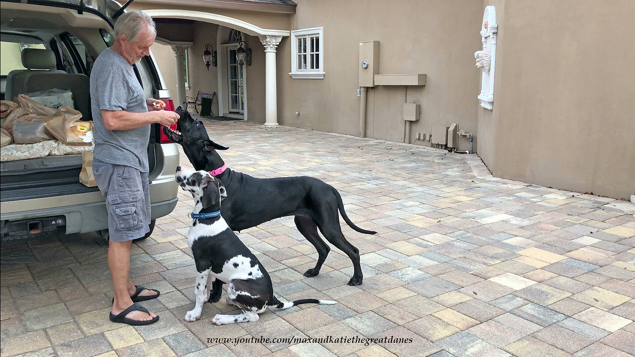 Excited Great Danes can't wait for tasty chicken snack