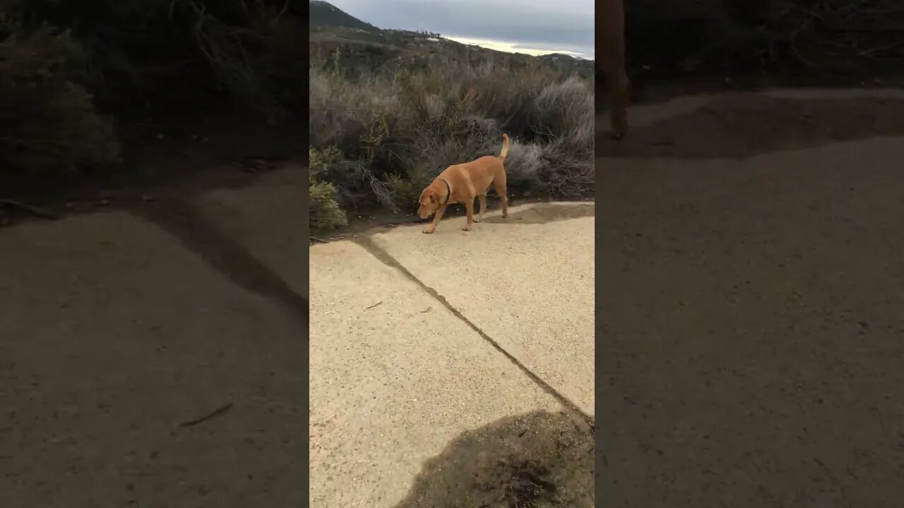 The Good Old Farm Dog Fat Al The Good Old Boy