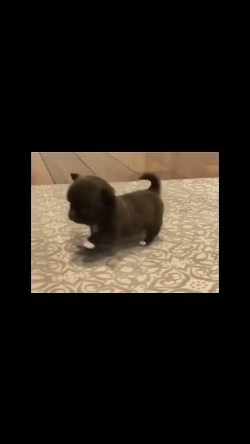 You Won't Believe What This Funny Animal Does Next!