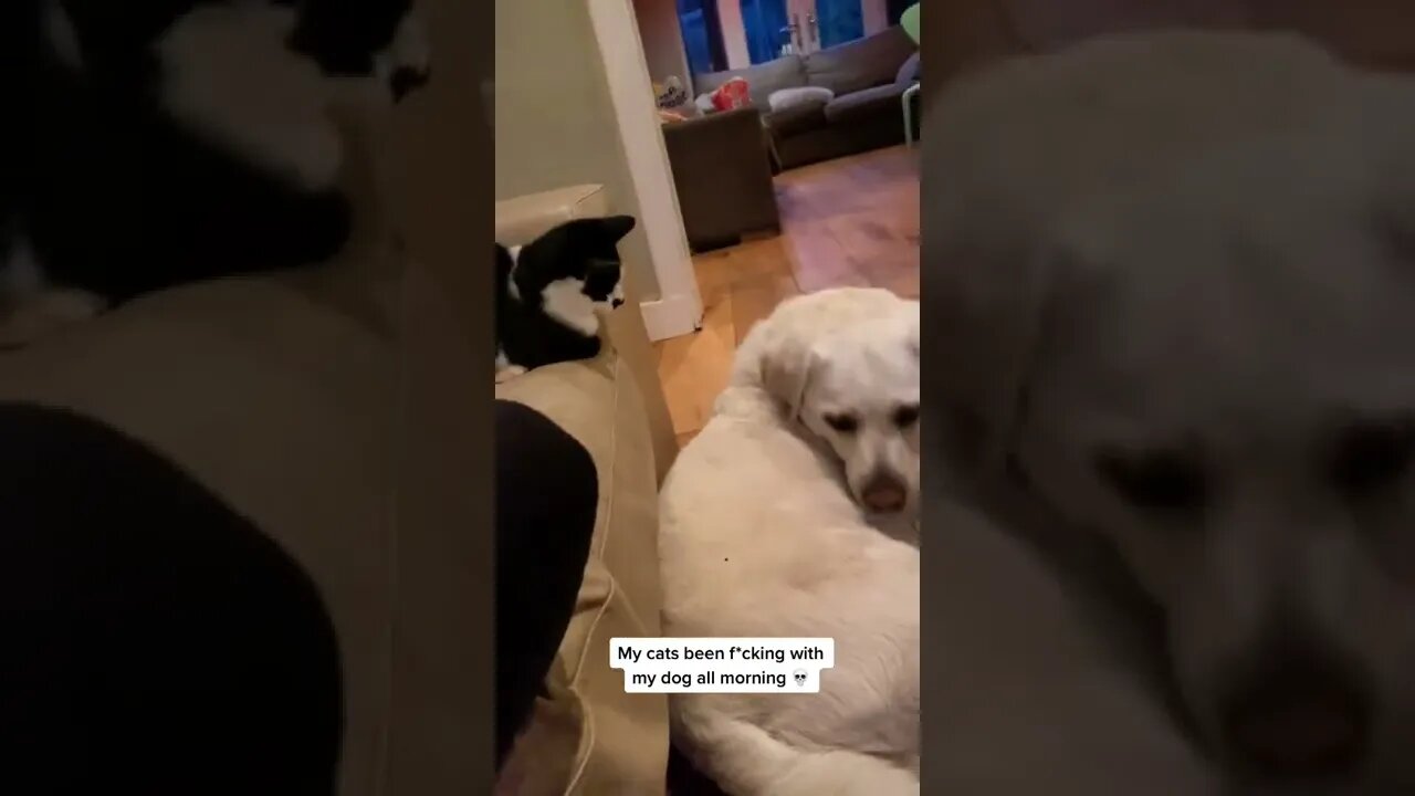 Such A Funny Duo tiktok elisefrost1