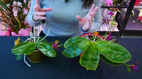 Why Orchid roots DON'T need light and clear pots