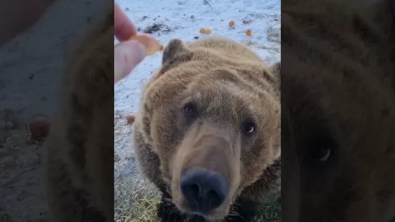 Feeding Cute Bear berries 🐻 Best ASMR #shorts #trending #short