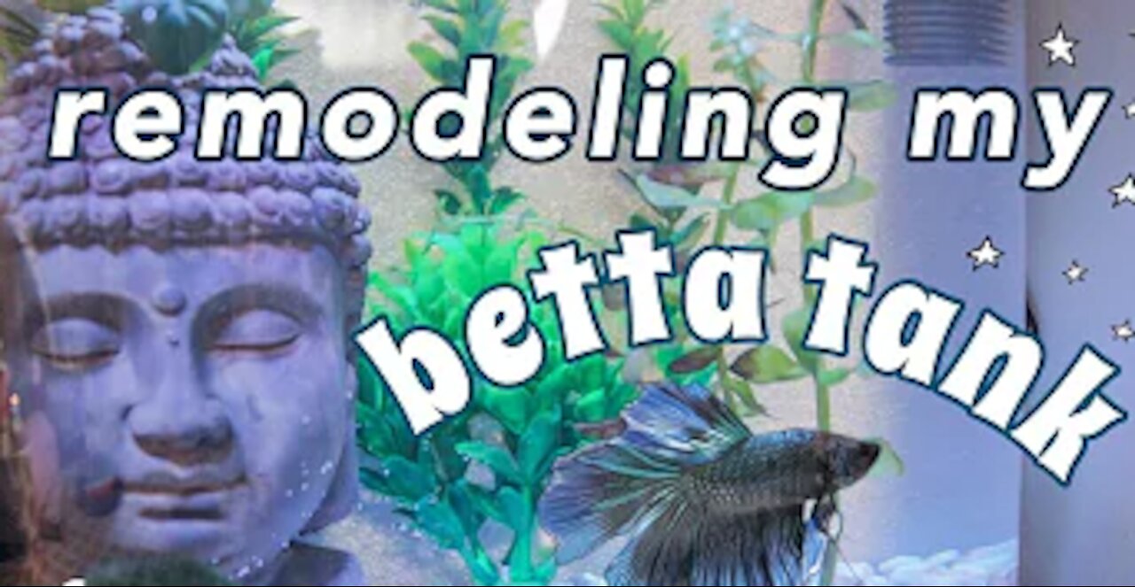 remodeling a BETTA FISH TANK (rescaping)