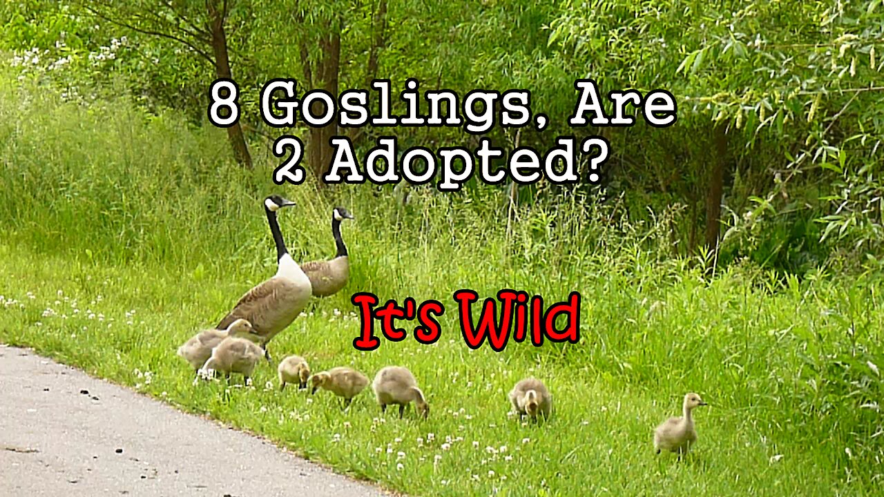 8 Goslings, Are 2 Adopted? – It’s Wild