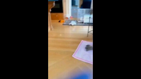 funny animal video