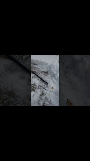 First Big Snowfall Of The Year.....yay. #snow #snowfall #canada #veteransday #remembranceday