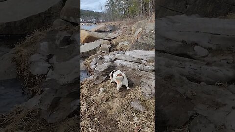 Checking Out The Ice... ❤️