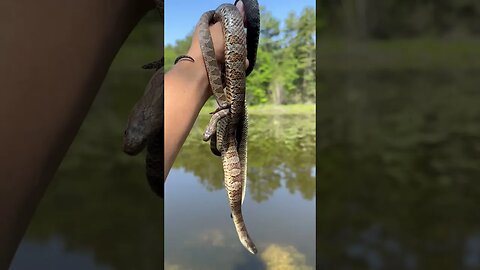 Northern watersnakes in Michigan!! #michigan #snakes #shorts