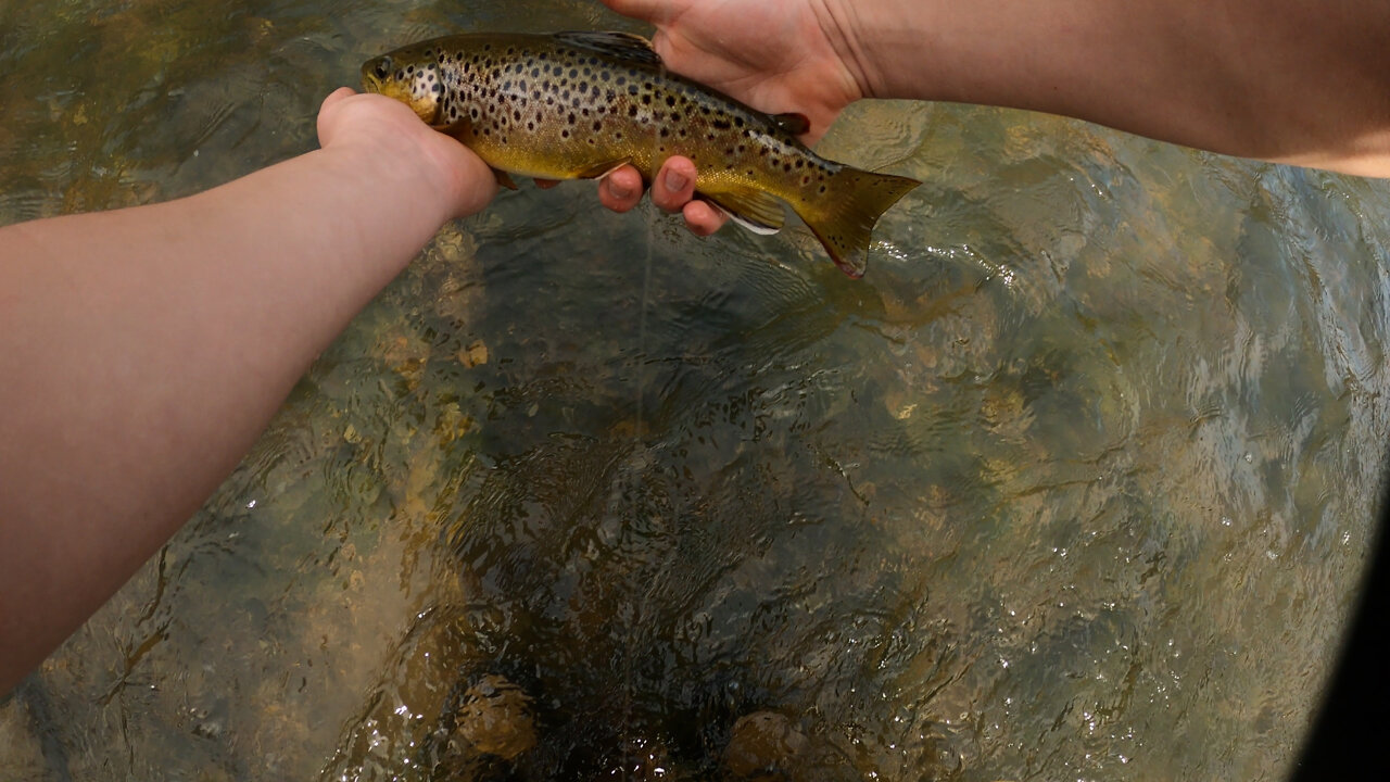 Beautiful day trout fishing on Spring Creek