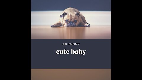 Dog Funny Video🤣😂😘