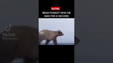 Funny Bear 🐻 forgot who he was - Funny animals video #shorts