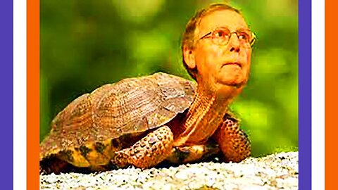 Turtle McConnell Likely To Retire After Fall 🟠⚪🟣 The NPC Show