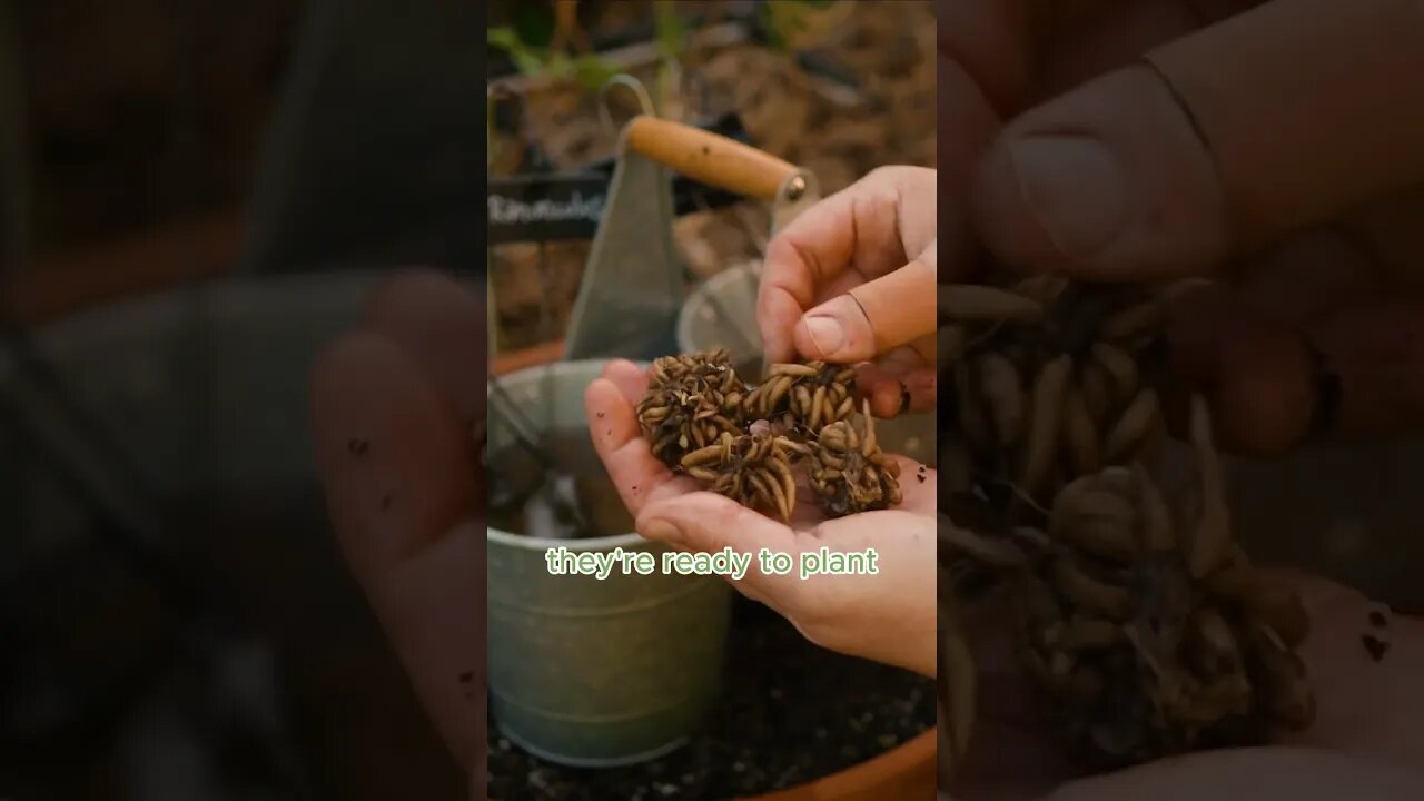 How to Plant Ranunculus Corms #cutflowergarden