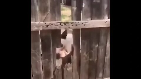 Dog wanting pets chews through fence..