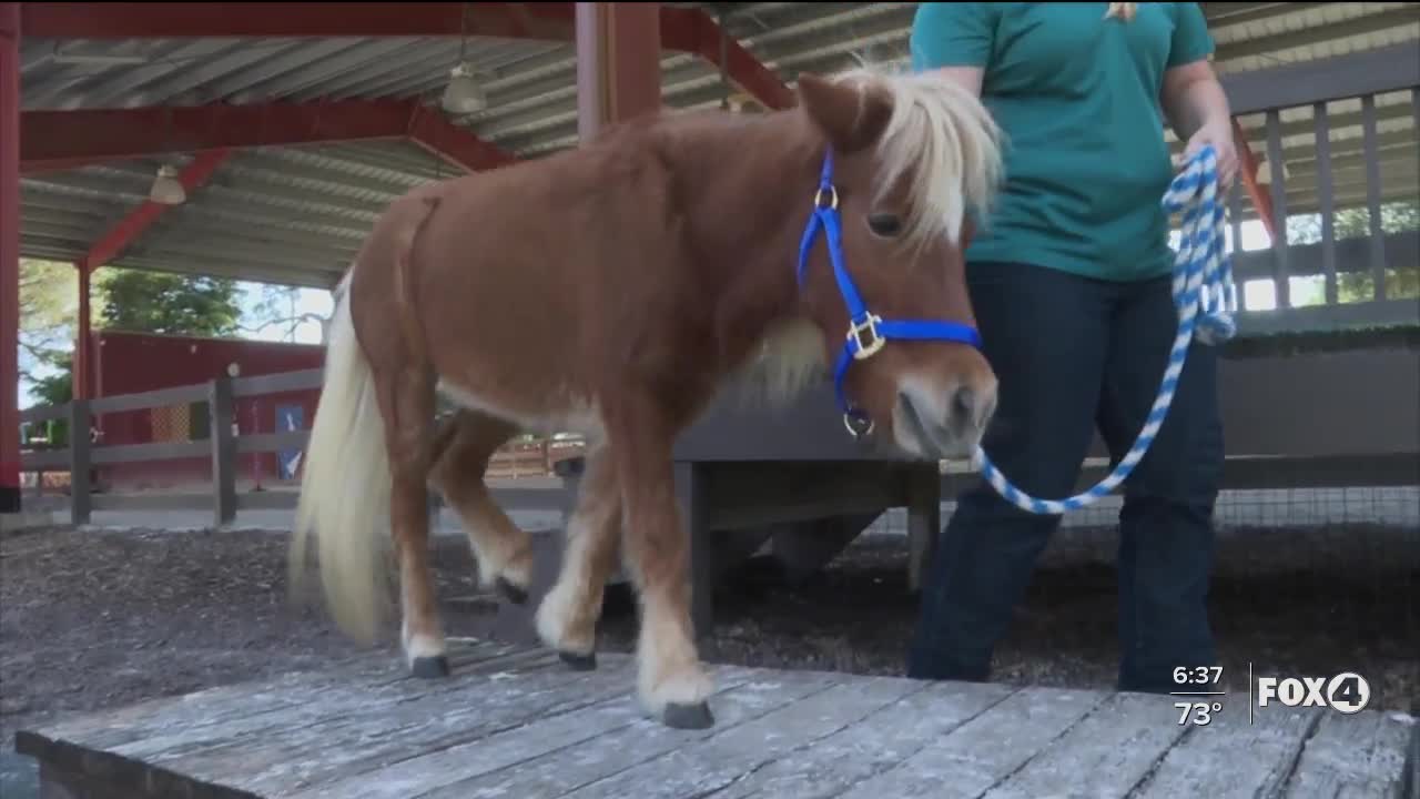 Miniature horse therapy program coming to Collier County