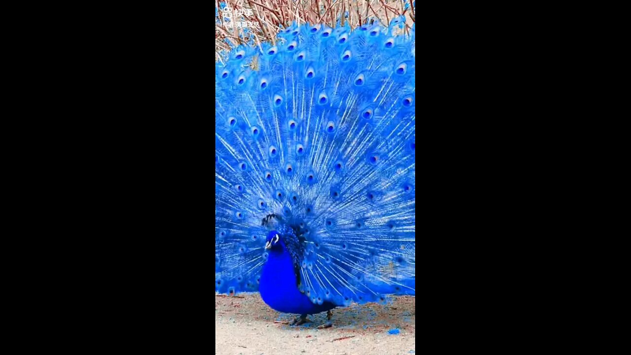 Dancing Peacock...