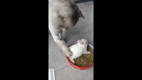 Cat and rabbit fight