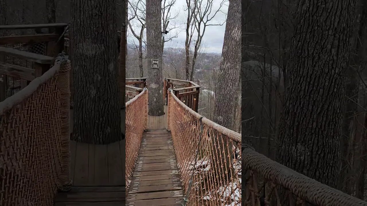 Ultimate Tree Bridges!