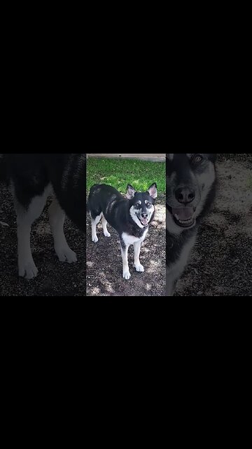 Freya The Shepsky Compilation #dogs #dog #shepsky #doggo #shortsvideo #cute #dogs