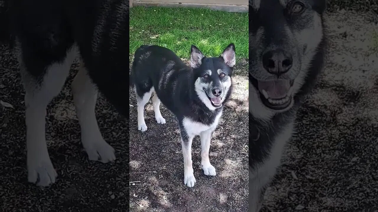 Freya The Shepsky Compilation #dogs #dog #shepsky #doggo #shortsvideo #cute #dogs