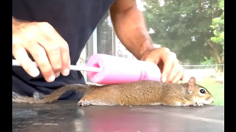 Making A Squirrel Pancake